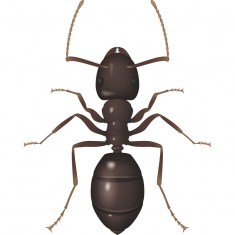 Black Garden Ant